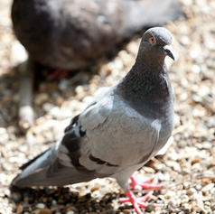Projet de loi de finances 2013 : Les créateurs de start-up épargnés sur la taxation des plus-values Projet de loi de finances 2013 : Les créateurs de start-up épargnés sur la taxation des plus-values
