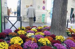 Le chrysantème reste la star de la Toussaint
