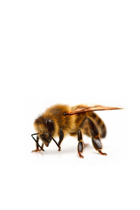 Faisons une fleur aux abeilles : du crowdfunding pour les sauver en Champagne-Ardenne !