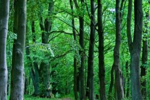 Investissement forestier : Foncière Forestière et GFF Vatel misent sur la forêt bretonne