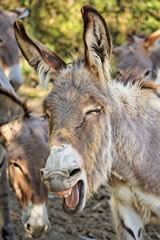 Bruno Le Maire qualifie d'ânerie la théorie du ruissellement Bruno Le Maire qualifie d'ânerie la théorie du ruissellement