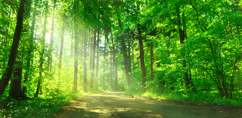 Forêts : apprenez à les connaître en vous baladant avec votre smartphone !